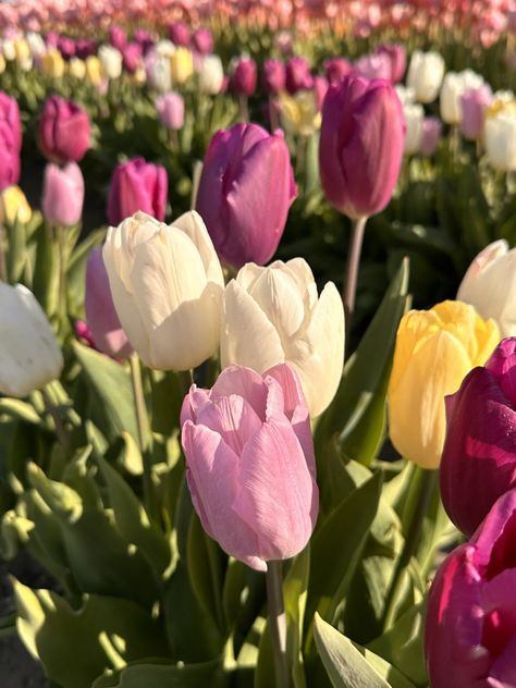 Amazing Flowers Photography, Tulip Flower Pictures, Tulips Photo, Pretty Tulips, Flower Valley, Tulips Aesthetic, Skagit Valley Tulip Festival, Kinds Of Flowers, Pink Purple Flowers