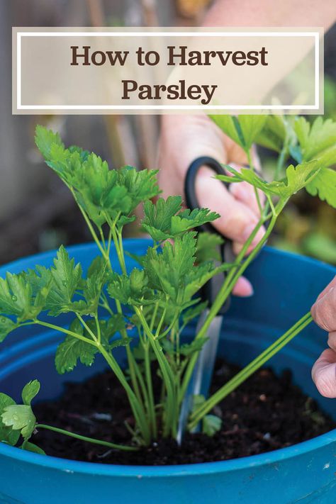 Harvest Parsley, How To Harvest Cilantro, Drying Fresh Herbs, Growing Parsley, Parsley Plant, Harvesting Herbs, Garden Remedies, Herb Gardening, Astuces Diy