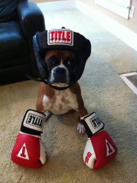 Boxer Dog Names, Boxer Aesthetic, Boxer Dogs Funny, Funny Animal Images, Boxer And Baby, Cute Boxers, Cute Spanish Quotes, Dog Box, One Punch Man Manga