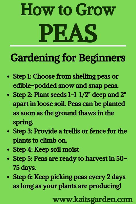 How To Grow Peas, Grow Peas, Low Maintenance Garden Design, Growing Peas, Pea Plant, Easy Vegetables To Grow, Succession Planting, Aerate Lawn, Backyard Gardening