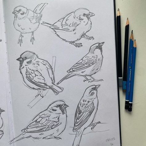 Lorelei 🌻 Commissions closed on Instagram: "Here is the page of sparrows I did recently - had a big weekend out with friends which was fun but I’m so tired now 🥱 . . . . #drawing #draw #sketchdaily #drawdaily #sketch #sketchbook #art #artist #artistsoninstagram #artofinstagram #sparrow" Watercolor Birds Tutorial, Sparrow Drawing, Sparrow Art, Whimsical Art Journal, Bird Sketch, Bird Watercolor Paintings, Bird Drawing, Flower Art Drawing, Out With Friends