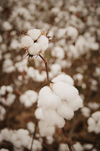 cotton bolls on a plant Cotton Farm, Country Living Fair, On My Way Home, Cotton Fields, Southern Life, Cotton Flower, Nascar Race, Georgia On My Mind, Sweet Home Alabama