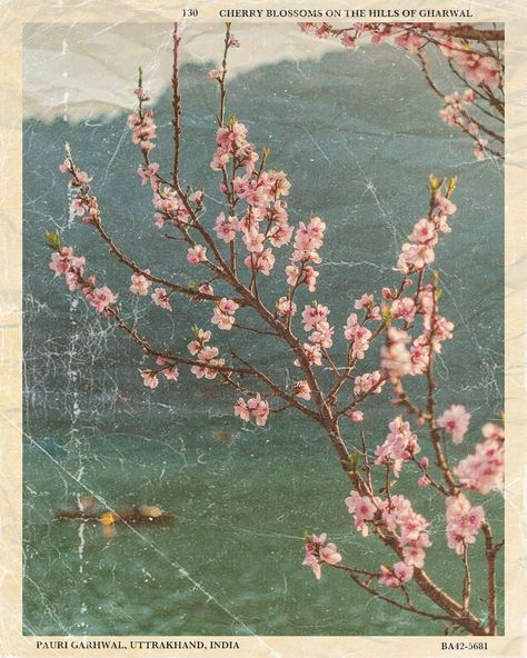 Vintage Postcards Printable, 50 Logo, Bright Sunny Day, Cool Breeze, Printable Vintage, Vintage Postcards, Cherry Blossom, Blossom, Cherry