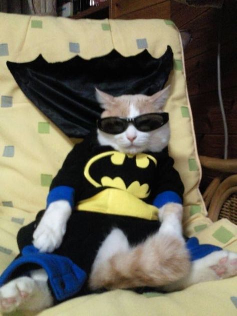 It’s that time of the… arbitrary period of chronology? Batman Cat, Cat Halloween Costume, Pet Halloween Costumes, Silly Cats Pictures, Animals Dogs, Cute Cats Photos, Pet Animals, Silly Animals, Cat Costumes