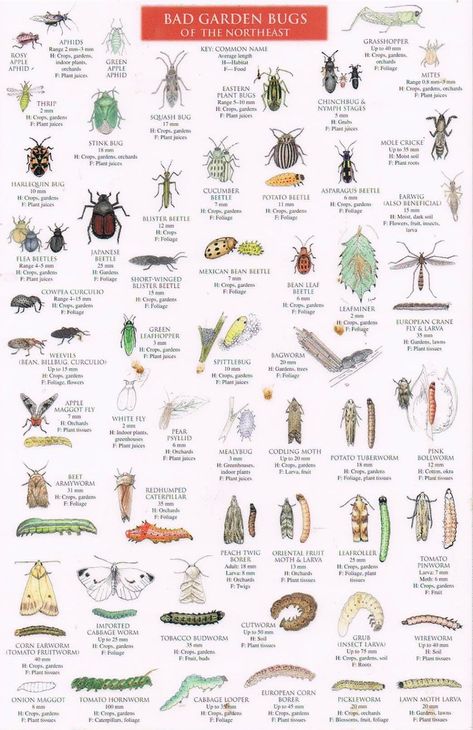 Good Bugs Vs Bad Bugs guide of the Northeast Garden Bug Spray Recipe, Bad Bugs, Plant Bugs, Garden Bugs, Garden Insects, Plant Problems, Beneficial Insects, Garden Pests, Bugs And Insects