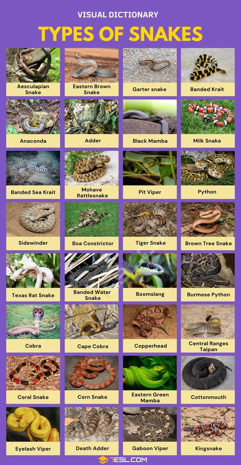 Snake Types Chart, Different Kinds Of Snakes, Snake Identification Chart, Different Types Of Snakes, Snake Profile Picture, Cute Snake Pictures, Snake Names Ideas, Pet Snake Names, Snakes Species