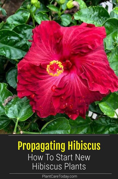 Propagating hibiscus plants is simple and easy. Hibiscus trees and bushes can be started from cuttings, air layers, and seed. Learn how to start new plants here. Hibiscus Tree Care, Hardy Hibiscus Plant, When To Plant Seeds, Backyard Hacks, Hibiscus Bush, Growing Hibiscus, Homestead Gardening, Hibiscus Tree, Hardy Hibiscus