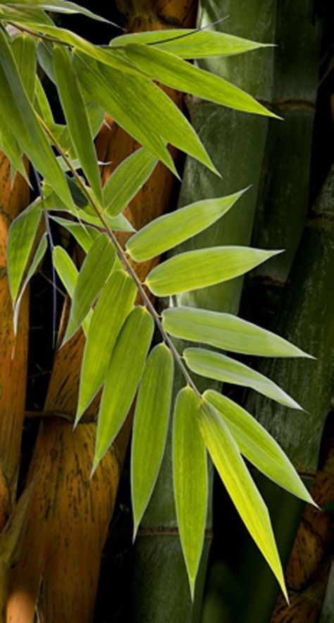 Bamboo Art Painting, Bamboo Landscape, Bamboo Grove, Painted Bamboo, Tropical Painting, Leaf Photography, Bamboo Art, Bamboo Crafts, Bamboo Tree