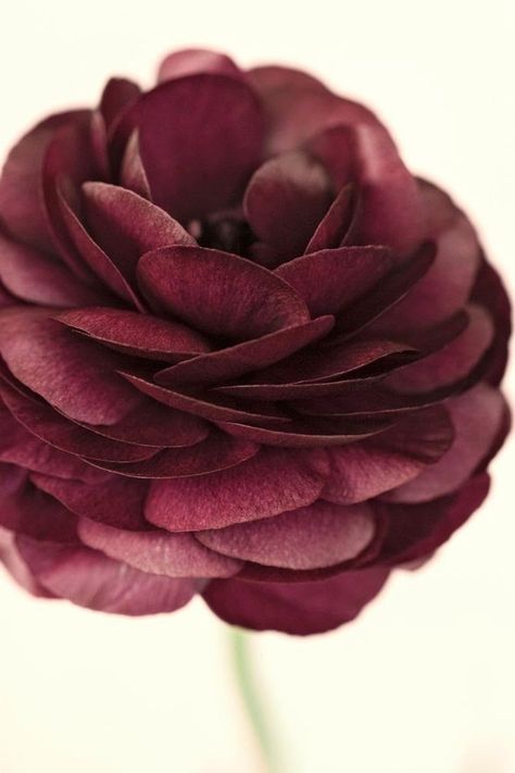 Marsala el color tendencia del 2015 | Decorar tu casa es facilisimo.com Marsala Color, Deco Rose, Shades Of Burgundy, Color Reference, Deco Floral, Foto Inspiration, Ranunculus, Color Of The Year, Pantone Color