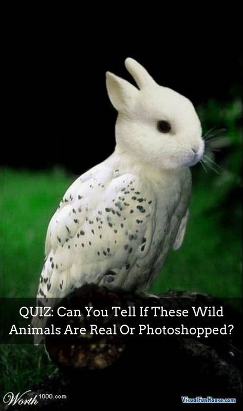 QUIZ: Can You Tell If These Wild Animals Are Real Or Photoshopped? Animal Hybrids, Animals Lover, No Lie, About Animals, Rare Animals, Summer Reading, Wild Animals, Animal Kingdom, Animals Beautiful