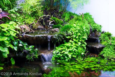 Aquascape Diy, Frog Terrarium, Fish Aquarium Decorations, Fish Tank Terrarium, Turtle Habitat, Aquascape Design, Underwater Plants, Diy Garden Fountains, Aquarium Landscape