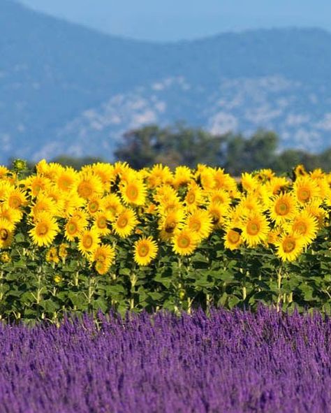 In south of France, we have lavender fields next to sunflower fields. I think it is so beautiful and marvelous, I always wanted to share that on a canvas... it's like an enchanted dream. It is usually in the heart of summer, from around mid-June to mid-July, that we see these lavender fields undulating like a blue meadow... and the sunflowers dancing in the wind. My way of painting has been inspired by Monet because I adore his art and connection to flowers... and so since I was a child. I... France Photos, Sunflower Fields, Dream It, Lavender Fields, Abstract Photos, South Of France, New Beginnings, The Wind, My Way