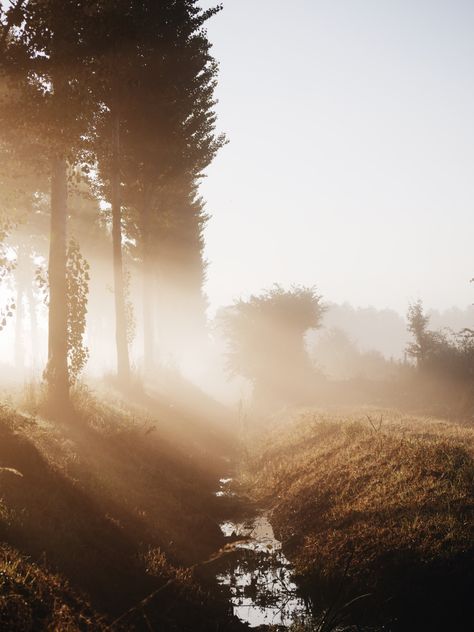 Morning Mist Aesthetic, Fog Asethic, Light Medieval Aesthetic, Morning Dew Aesthetic, Morning Fog Aesthetic, Fog Aesthetic, Fog Photography, Morning Magic, Medieval Aesthetic