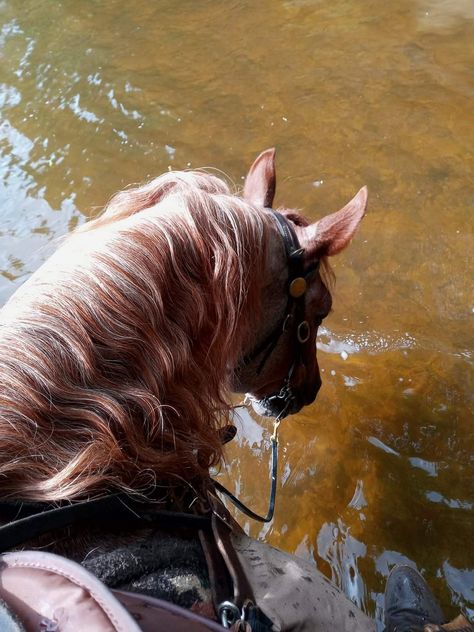 Red Roan Paint Horse, Red Roan Horse, Blue Roan Horse, Roan Horse, Mountain Horse, Red Horse, Blue Roan, Horse Aesthetic, Grey Horse