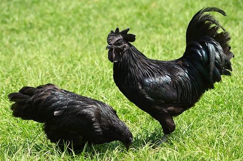 Black Chickens: The Bizarre Rare Breed That Buyers Can't Get Enough Of Rare Chicken Breeds, Bantam Chicken Breeds, Ayam Cemani, Emu Egg, Bantam Chickens, Black Chickens, Chicken Breeds, Rare Breed, Meat Chickens