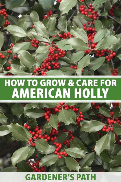 A close up vertical image of American holly with dark green foliage and bright red berries. To the center and bottom of the frame is green and white printed text. Holly Trees, American Holly, Holly Shrub, Drought Tolerant Trees, Holly Plant, Holly Bush, Chic Garden, Acid Loving Plants, Holly Tree