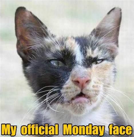 Ugh, Monday work sucks - Gallery Monday Face, Koci Humor, Monday Humor, My Face When, E Card, Work Humor, Animal Memes, Bones Funny, Crazy Cats