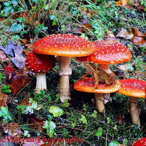 Photograph of Common Frog (Rana temporaria) on Fly Agaric (Amanita muscaria) toadstools. Rights managed image. Common Frog, Mushroom Pictures, Amanita Muscaria, Fly Agaric, Slime Mould, Mushroom Fungi, Mushroom Art, Frog And Toad, Nature Aesthetic