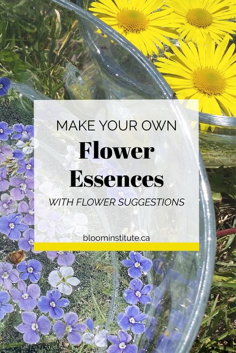 Flower Essences Remedies, Vibrational Medicine, Bellis Perennis, Bach Flower Remedies, Flower Remedy, Herbal Apothecary, Herbal Magic, Flower Essences, Going Natural