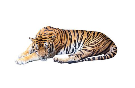 Endangered Animals Project, Tiger Sleeping, Sleeping Illustration, Sleeping Drawing, Tiger Drawing, Sleeping Animals, Tiger Illustration, Sketch A Day, Tiger Art