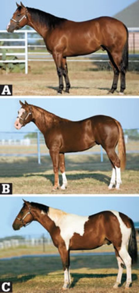 Judge These Yearlings' Conformation | Horse&Rider | Western Training - How-To - Advice Horse Confirmation, Horse Quizzes, Horse Judging, Equine Science, Horse Conformation, Livestock Judging, Western Pleasure Horses, Horse Show Clothes, Horse Anatomy