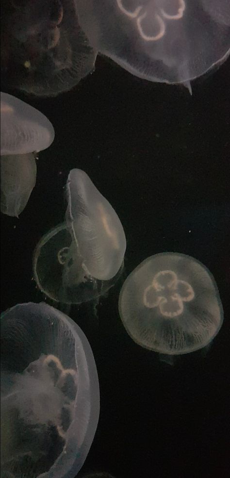 aesthetic moon jellyfish ocean wallpaper Moon Jelly Wallpaper, Wallpaper Backgrounds Jellyfish, Sea Angels Wallpaper, Dark Jellyfish Wallpaper, Jellyfish Aethestic, Aesthetic Wallpaper Jellyfish, Wallpaper Iphone Jellyfish, Moon Jellyfish Aesthetic, Ocean Pc Wallpaper