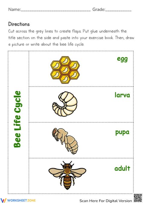 Help students explore the basic stages of a bee life cycle through this engaging worksheet. You can find and download any Bee Life Cycle worksheets for FREE at our website: http://worksheetzone.org/ Try it out! #science #scienceworksheets #beelifecycle #animallifecycle #lifecycle #stages #lifecycleofabee #bees #printables #worksheet #kidsactivities #paper&gluecrafts #cut&paste #beecrafts #research #beelifecycleforkids #paper #livingthings Life Cycle Of A Bee, Bee Life Cycle, Life Cycle Craft, Animal Life Cycles, Science Worksheets, Bee Crafts, Life Cycle, Life Cycles, Learning Activities