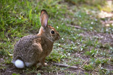 Animated Rabbit, Cottontail Rabbit, Wild Bunny, Rabbit Animal, Bunny Cages, Animal Guides, Bunny Drawing, Bunny House