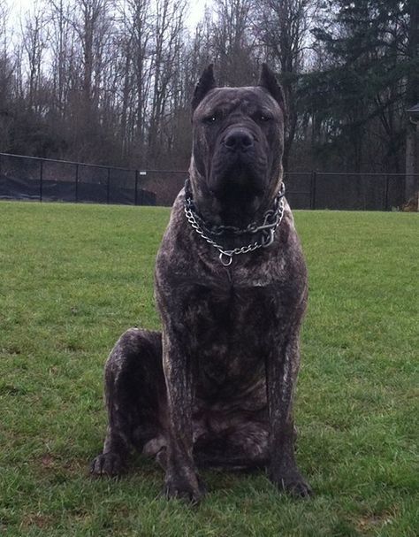 Chien Cane Corso, South African Mastiff, African Boerboel, Cane Corso Mastiff, Mastiff Mix, Mastiff Breeds, Giant Dog Breeds, Presa Canario, Big Dog Breeds