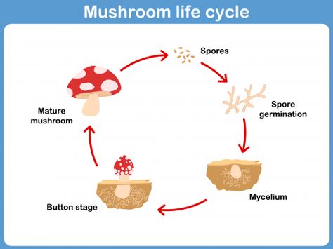 Life cycles are an important part of learning about biology. Make sure your child understand the life cycle of a mushroom by using this free printable that is labelled with wonderful pictures. To make your lesson even more enjoyable, bring in some real mushrooms for your students to look at.   Read more at http://kidspressmagazine.com/science-for-kids/printables/misc/mushroom-life-cycle.html#bcfsg1xDHw6jZIGS.99 #science, #freeprintable, #printable, #biology, #lifecycle Nouns Activities, Nature School, Homeschool Elementary, Facts For Kids, School Garden, Science Fair Projects, Homeschool Science, Nature Study, Science Lessons