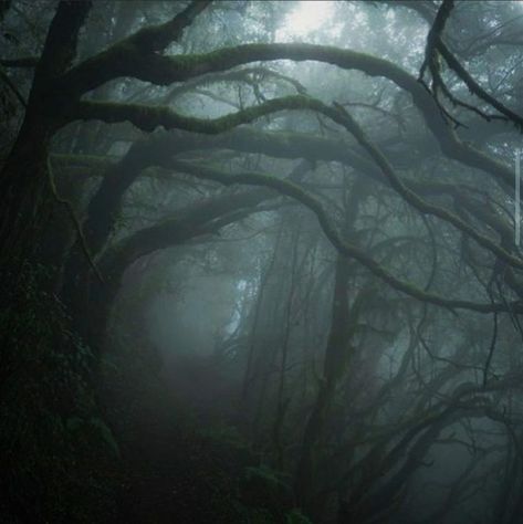 Dark Naturalism, Dark Fairycore, Dark Forest Aesthetic, Dark Green Aesthetic, Slytherin Aesthetic, Dark Nature Aesthetic, Foggy Forest, Dark Fairy, Dark Paradise