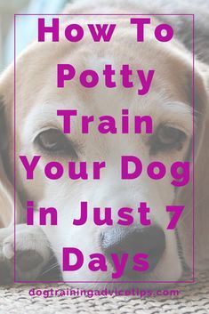 Dog Clicker Training, Dog Training Tricks, Puppy Obedience Training, House Training Puppies, Train A Puppy, How To Potty Train, Dog Training Ideas, Positive Dog Training, Train Your Puppy