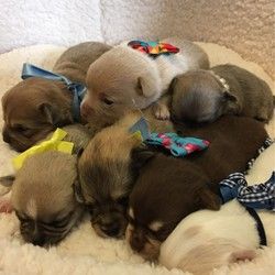 Dogs For Adoption Near Me, Deer Chihuahua, Chihuahua Quotes, Rescue Dogs For Adoption, Micro Teacup Puppies, Chihuahua Rescue, Chihuahua Breeds, Dogs Up For Adoption, Teacup Chihuahua Puppies