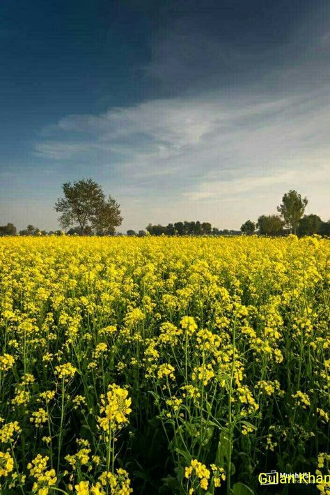 So fantastic beauty of Mustrad fields Nanakpur Khaniwal Punjab Pakistan Mustard Fields Punjab, Village Scene Drawing, Paddy Field, Crop Field, Beautiful Pakistan, Punjabi Culture, Flower Mural, Punjab Pakistan, Scene Drawing