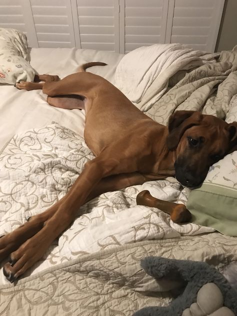 Pre bedtime for Rosie the Ridgeback Cocker Pei, Rodhesian Ridgeback, Ridgeback Dog, Rhodesian Ridgeback Dog, Dog Mommy, Great Dane Puppy, Dog Info, Pretty Dogs, Rhodesian Ridgeback