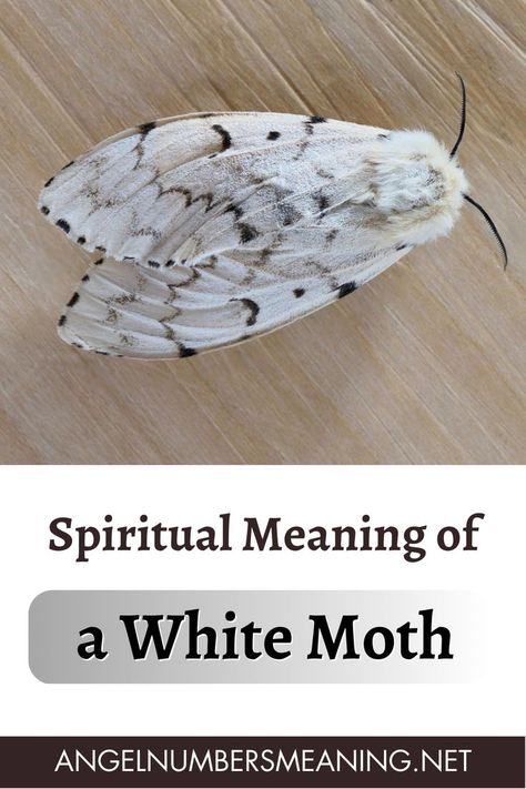 white moth black butterfly,white moth,white moth fly pattern,moth,white moth fly,white ermine moth,cute moth,white moth symbolism,white ermine moth eggs,white ermine moth caterpillar,white moth in house spiritual mean,white marked tussock moth caterpillar,white ermine moth caterpillar poisonous,when you see a white moth in your house meaning,moths bugs insects white bugs white moths,biggest moth,moth symbolism,rare moths,#moth,china moths,pet moth Moth Symbolism Meaning, Moth Spiritual Meaning, White Lined Sphinx Moth, Black And White Moth, Moth Meaning, Moth Symbolism, Numbers Meaning, Sphinx Moth, Symbolism Meaning