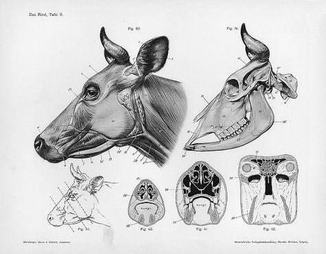 Skull Anatomy, Animal Skeletons, Horse Anatomy, Animal Anatomy, Animal Study, Cow Head, Anatomy For Artists, Animal Bones, Scientific Illustration