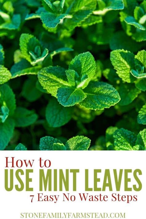 Mint is so prolific and can be quite invasive, but not if you know what to do with it! Here's how to use mint leaves in seven easy no waste steps! #whattodowithmint #whattodowithmintleaves #whattodowithmintfromthegarden #whattodowithmintleavesideas #herbs #mint Mint Plant Uses, Dehydrate Tomatoes, Mint Recipes Fresh, Drying Mint Leaves, Can Tomato Sauce, Companion Gardening, Preserving Herbs, Harvesting Herbs, Urban Chickens