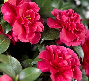 October Magic, Camellia Tree, Camellia Plant, Drift Roses, Southern Living Plant Collection, Southern Living Plants, Blueberry Bushes, Foundation Planting, Flower Care