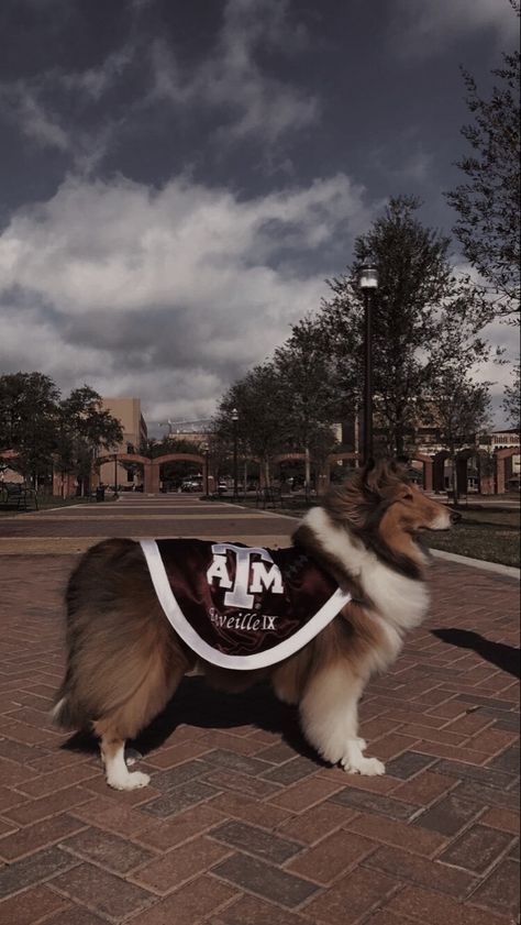 Kyle Field, Gig Em Aggies, The Iron Throne, Texas Aggies, Huge Dogs, Dream College, Texas A M University, Iron Throne, Rough Collie