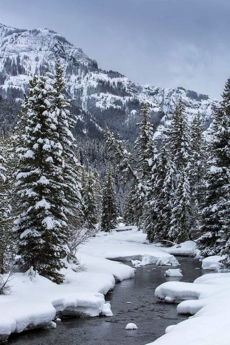 Soda Butte Creek @ Yellowstone National Park Wyoming, USA Erupting Snow, Yellowstone Winter, Lamar Valley, Yellowstone Park, Old Faithful, Park Photos, Beautiful Sights, Yellow Stone, Yellowstone National