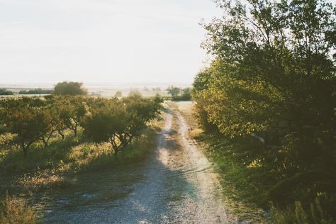 natures Light Forest, Film Camera Photography, Jolie Photo, Film Aesthetic, Nature Aesthetic, Photography Inspo, Mixtape, Pretty Pictures, Film Photography