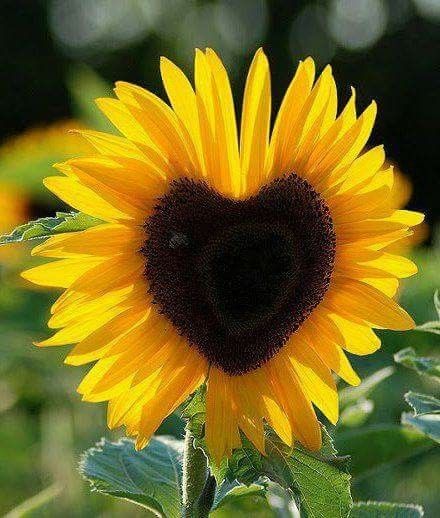 Flower with heart-shaped center. ("Sunflower with a beautiful heart.") (Pinned also to Nature - P&F-Flowers, N.O.C.....) Heart In Nature, Sunflowers And Daisies, Sunflower Hearts, Bonsai Flower, Sunflower Pictures, Sunflower Wallpaper, Yellow Sunflower, Beautiful Heart, Mellow Yellow