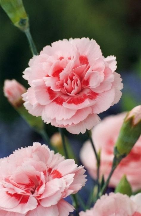 Growing Carnations, Carnation Centerpieces, Dianthus Caryophyllus, Floral Design Classes, Flower Identification, Garden Flower Beds, Blossom Garden, Pink Carnations, Carnation Flower