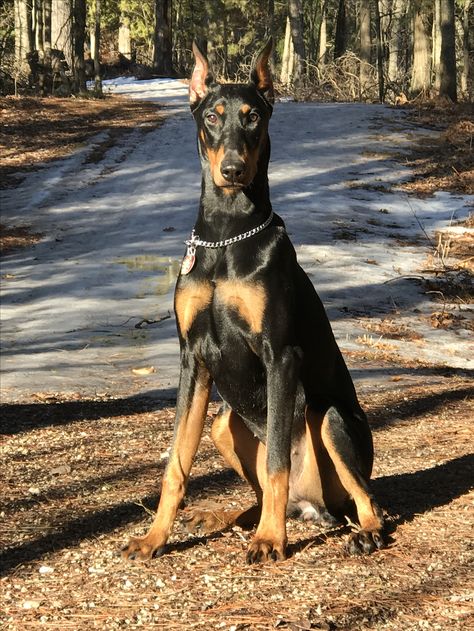 7 month old female Doberman Pincher Black And Tan Doberman, Female Doberman, Ppg And Rrb, Reference Pics, Animal References, Doberman Pinscher, Mom Gifts, 2024 Vision, Doberman