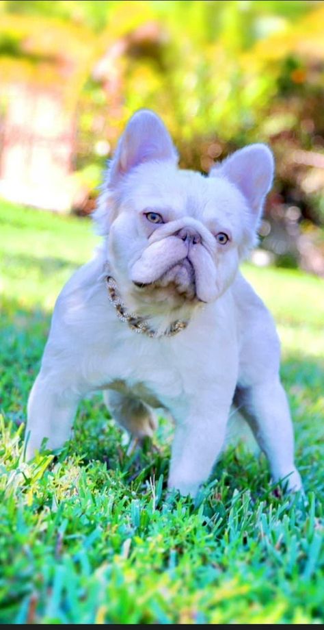 Fluffy French Bulldog, Mini French Bulldogs, French Bulldog Mix, Frenchie Bulldog, Frenchie Puppy, Really Cute Dogs, French Bull, Pitbull Puppies, French Bulldog Puppies