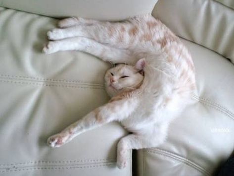 Cats Sleeping Funny, Cat And Dog Videos, Funny Cat Photos, Sleep Funny, Image Chat, Cat Pose, Funny Cats And Dogs, Funny Cat Memes, Cat Sleeping