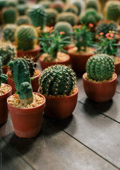 Cactus Potted Houseplants, Plants Arrangement, Cactus House Plants, Potted Cactus, Cactus Gifts, Small Cactus, Cactus Pot, Potted Houseplants, Gift Inspo