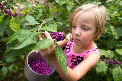 Contrary to popular belief, the brilliant berries are not toxic; they can be used to make a pretty, delectable, rose-colored spread that tastes like mild elderberry jelly, Dyring says.  The pest-free, deciduous American beautyberry (Callicarpa americana) blends into woodland and home garden settings until late summer and early fall, when bracelets of brilliant berries hug the 4- to 8-foot, arching branches.  Several years ago, scientists with the U.S. Department of Agriculture's research ... Beauty Berry Uses, Beauty Berries, Wild Gardening, Elderberry Jelly, American Beautyberry, Beauty Berry, Elderberry Recipes, Growing Raspberries, Wild Food Foraging