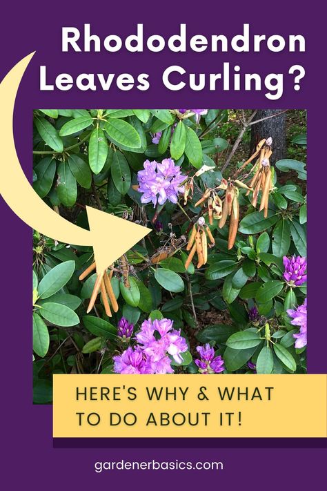 Your Rhododendron is more than just a plant, it's part of your home. When it's struggling with leaf curl, it can be a distressing sight. Learn what Rhododendron leaf curl means, how it affects your precious plant and how you can help it thrive with our comprehensive Rhododendron care tips. It is time to get your plant back on track- Get all the details on this common problem on the blog now. Rodadendren Bush, Rhododendron Problems, Rhododendron Care, House Tree Plants, Garden Core, Rhododendron Plant, Gardening Herbs, Herbs Plants, House Tree